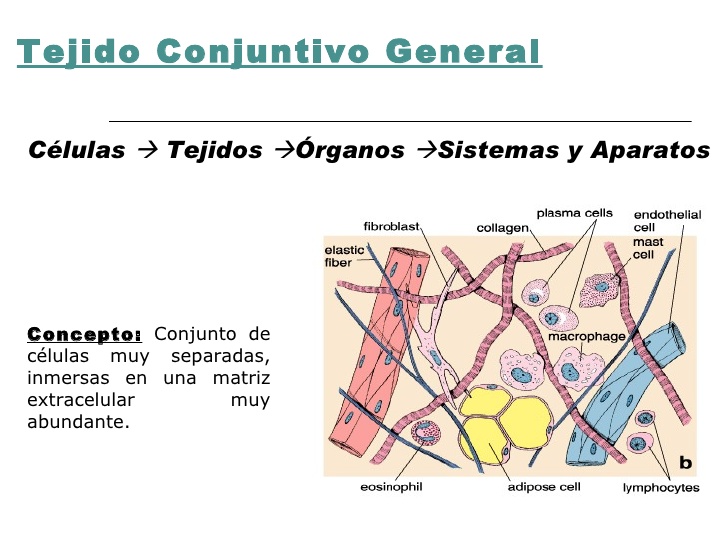 Mesenquima-tejido-conjuntivo