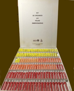 KIT de ÓRGANOS por HOJAS EMBRIONARIAS